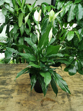 Load image into Gallery viewer, Spathiphyllum