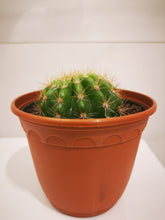 Charger l&#39;image dans la galerie, Cactus