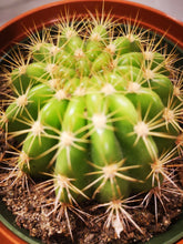 Charger l&#39;image dans la galerie, Cactus