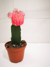 Charger l&#39;image dans la galerie, Cactus lunaire