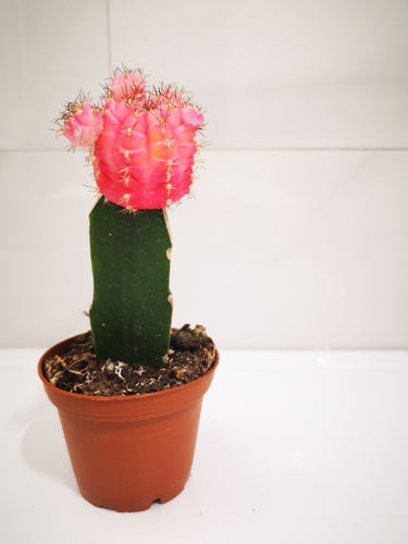 Moon Cactus