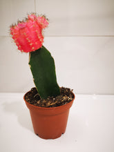 Load image into Gallery viewer, Moon Cactus