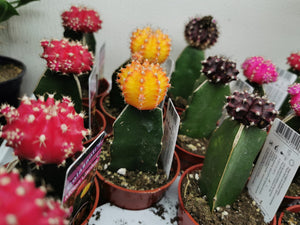 Cactus lunaire