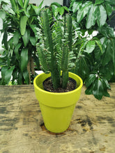 Load image into Gallery viewer, Euphorbia