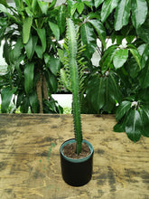 Load image into Gallery viewer, Euphorbia