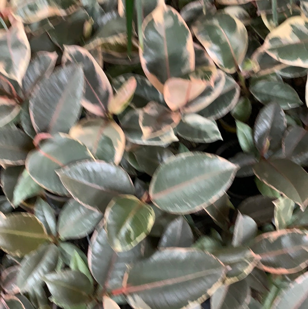 Ficus elastica panache