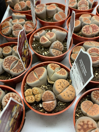 Lithops