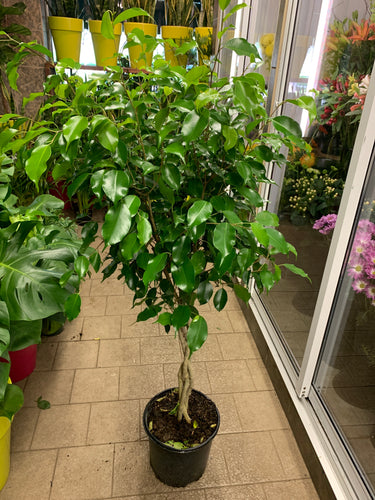 Ficus Benjamina