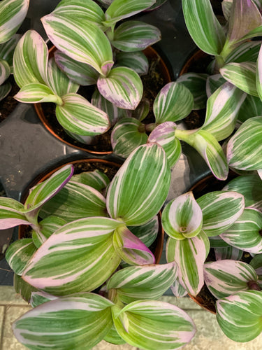 Tradescantia