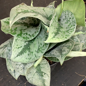 Philodendron scindapsis Exotica