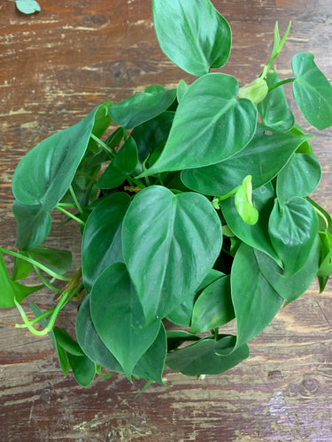 Philodendron cordatum