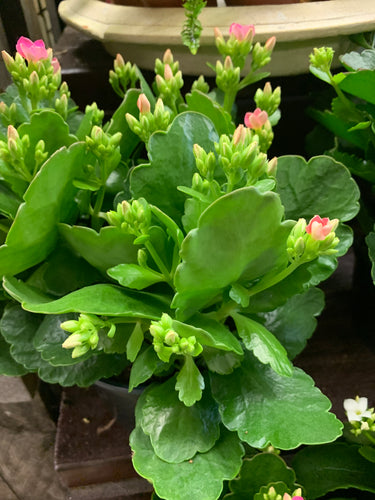 Kalanchoe