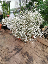 Load image into Gallery viewer, Gypsophlia fleurs sèches