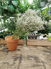 Load image into Gallery viewer, Gypsophlia fleurs sèches