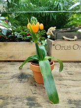 Load image into Gallery viewer, Ornithogalum